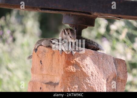 Zwei Liebeshörnchen in der Sommerzeit auf rotem Stein Stockfoto