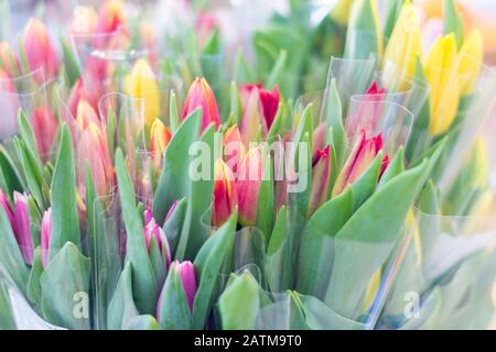 Viele Blumensträuße mit mehrfarbigen Tulpen auf dem Markt, selektiver Fokus Stockfoto