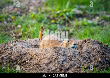 Präriehunde im Custer State Park, South Dakota Stockfoto