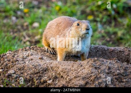 Präriehunde im Custer State Park, South Dakota Stockfoto