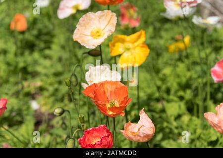Leuchtend orangefarbene und gelbe dekorative oder orientalisch-poppige Blumen auf Blumenbeet im Garten. Blütender Blumenhintergrund aus Mohn Stockfoto