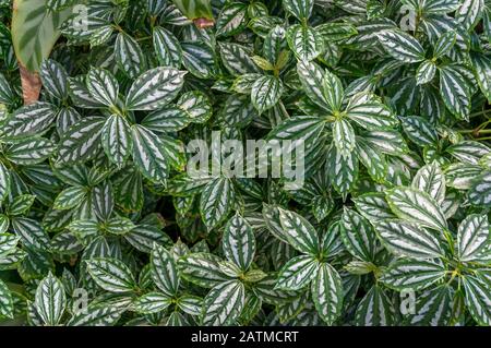 Pilea Cadierei oder Aluminiumwerk, Wassermelone Pilea Houseplant mit ovaler grüner Blattstruktur. Tropische Pflanze hinterlässt die Struktur des Naturhintergrunds Stockfoto