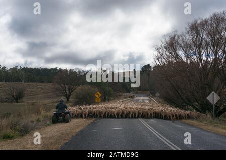 NSW, Australien - 29. Mai 2016: Bauer treibt Schafherde mit zwei Hirtenhunden über die Brücke auf der Landstraße. Umzug der landwirtschaftlichen Nutztiere Stockfoto