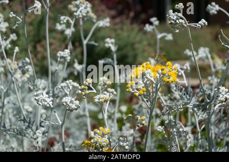 Silberfarbene Ragwort-Gelb-Blumen auf dem Blumenbeet. Jacobaea Maritima blüht Pflanzen Blumenhintergrund Stockfoto