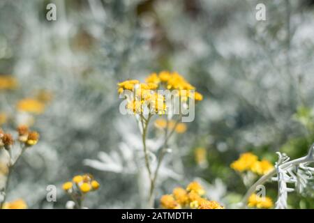 Silberfarbene Ragwort-Gelb-Blumen auf dem Blumenbeet. Jacobaea Maritima blüht Pflanzen Blumenhintergrund Stockfoto