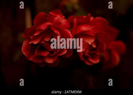Zwei altmodische rote Rosen vor dunklem Hintergrund mit perfekten Kronblättern und launigen, kräftigen Farben Stockfoto