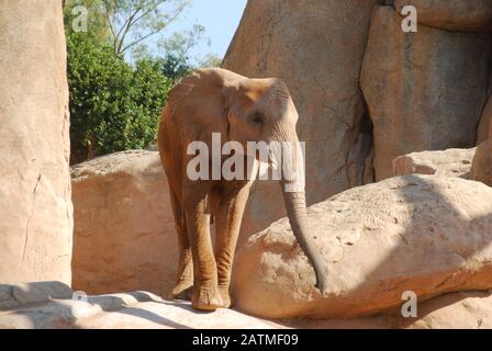 Zoo Valencia Spanien. Bioparc Valencia. Zoo der neuen Generation mit Zoo-Immersion-Philosophie. Sammlung afrikanischer Tiere. Elefant Stockfoto