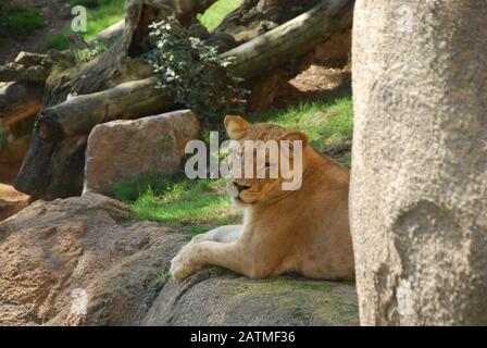 Zoo Valencia Spanien. Bioparc Valencia. Zoo der neuen Generation mit Zoo-Immersion-Philosophie. Sammlung afrikanischer Tiere. Lion Stockfoto