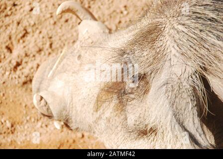 Zoo Valencia Spanien. Bioparc Valencia. Zoo der neuen Generation mit Zoo-Immersion-Philosophie. Sammlung afrikanischer Tiere. Gemeinsamer Warthog Stockfoto