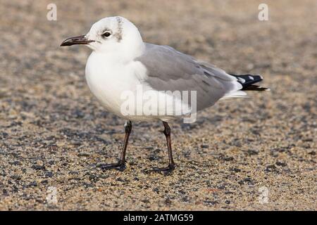 Laughing Gull (Larus atricilla), Erwachsene, (Rarität in Großbritannien), St Mary's, Isles of Scilly, Cornwall, England, Großbritannien. November 2005 Stockfoto