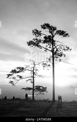 Okt 31, 2019 Loei, Thailand - Schöner, dramatischer Sonnenaufgang mit Silhouetten-Kiefern und Touristen an der Pha Nok-Klippe. Phu Kradueng National p Stockfoto