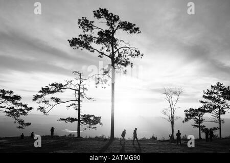 Okt 31, 2019 Loei, Thailand - Schöner, dramatischer Sonnenaufgang mit Silhouetten-Kiefern und Touristen an der Pha Nok-Klippe. Phu Kradueng National p Stockfoto