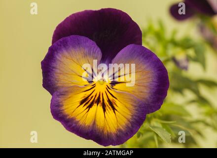 Pansy 'Midnight Glow' Stockfoto