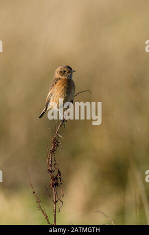 Weibliches europäisches Stonechat (Saxicola rubicola) thront auf toter Pflanze Stockfoto