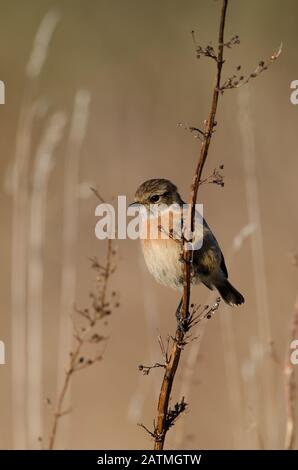 Weibliches europäisches Stonechat (Saxicola rubicola) thront auf toter Pflanze Stockfoto