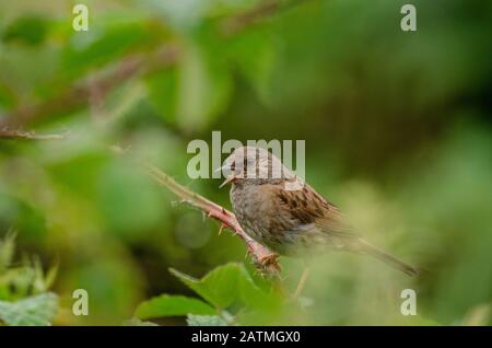 Dunnock (Prunella modularis) signiert, während er in Brambles versteckt liegt Stockfoto