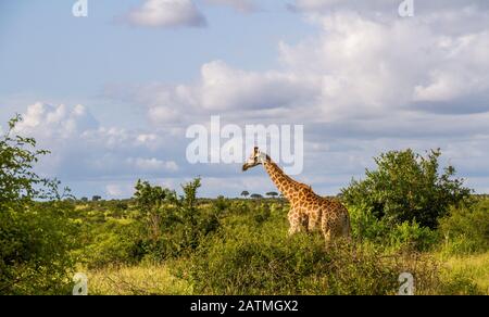 Grüne Savannenlandschaft in Afrika mit hoher Giraffe und Wolken im Himmelsbild im horizontalen Format Stockfoto