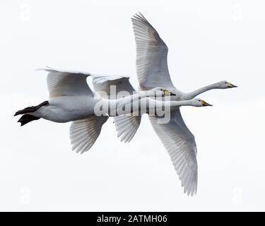 Drei Whooper-Schwäne (Cygnus cygnus), die zusammen fliegen, isoliert gegen einen weißen Himmel Stockfoto
