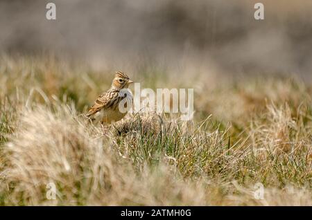 Eurasischer Skylark (Alauda arvensis), der auf Moorflächen im Gras sitzt Stockfoto