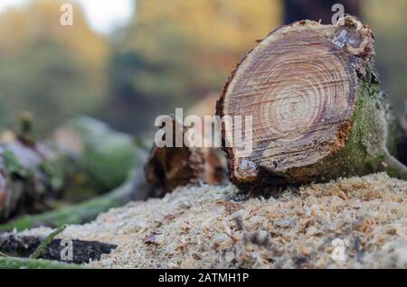 Nur das Sägeblog liegt auf frischen Sägemehl. Holzholz wird gebloggt. Aufnahmen auf Augenhöhe. Nahaufnahme. Selektiver Fokus. Ohne Menschen. Anordnung von Fotos im Querformat Stockfoto