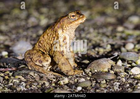 Männliches Exemplar der gemeinen oder europäischen Kröte (Bufo bufo), das sich in der Nacht in Richtung Brutteich kurz nach der Überwinterungszeit bewegt Stockfoto