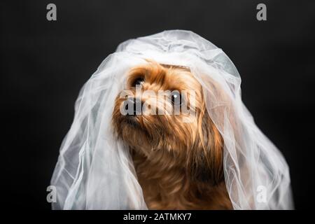 Liebenswürdig kleiner Hund als eine Frau in einem Schleier Stockfoto