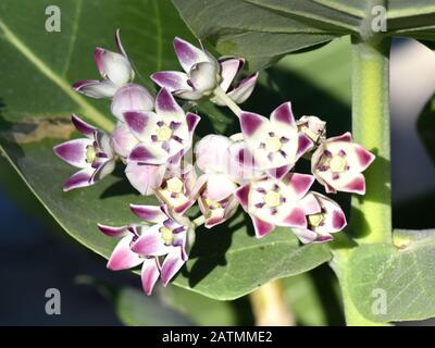 Rosafarbene und weiße Blumen auf der Sodom apfelpflanze Calotropis procera Stockfoto