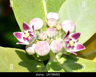 Rosafarbene und weiße Blumen auf der Sodom apfelpflanze Calotropis procera Stockfoto