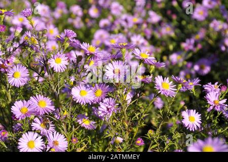 Gruppe der Alpen-Aster-Blüte Stockfoto