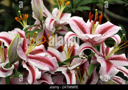 Gestreifte rot-weiße Lilienblätter in einem Garten Stockfoto