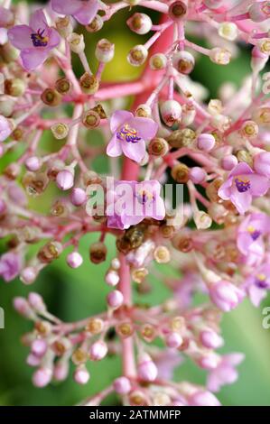 Die rosafarbenen wachsartigen Blumen einer Medinilla magnifica Pflanze Stockfoto