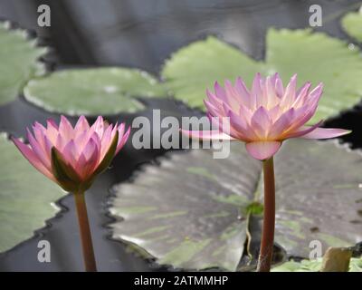 Nahaufnahme der Blüte einer Seerose Nymphaea sp. Stockfoto
