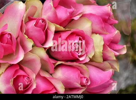 Strauß rosa Rosen Stockfoto