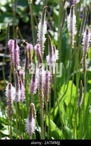 Hoary Plantain blumen Plantago Medien in einem Garten Stockfoto