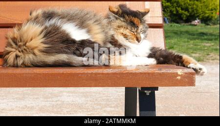 Eine Katze liegt auf einer Bank mit geschlossenen Augen in der Sonne, nachdem sie Aufmerksamkeit und Aufwachen erhalten hat. Stockfoto