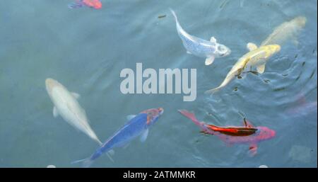Draufsicht bunte Fische -Japanische Koi Fische- Schwimmen im Aquarium oder Pool, Stockfoto