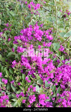 Großer Strauch mit rosa Bougainvillea-Tripleblumen Stockfoto