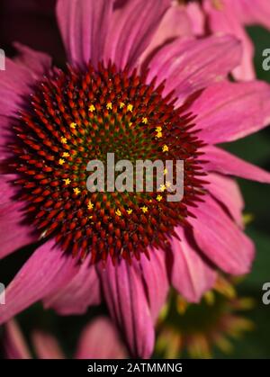 Nahaufnahme auf Coneblower Echinacea purpurea Stockfoto