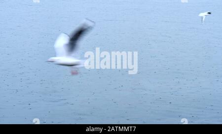 Möwen kreisen und fliegen in regnerischen Tagen mit Regentropfen in der türkischen Stadt izmir über die ääische See Stockfoto