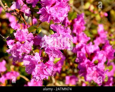 Rosa Azalea Strauch, der in einem Garten blüht Stockfoto