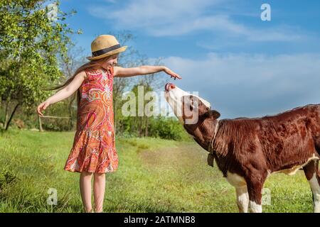 Kleines Mädchen streichelt auf einem Feld ein Kalb. Stockfoto