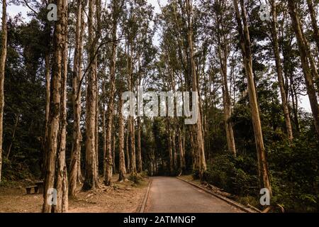 Eine Gasse mit Papierrindenbäumen (Melaleuca quinquenervia) im Shing Mun Country Park, Hongkong Stockfoto