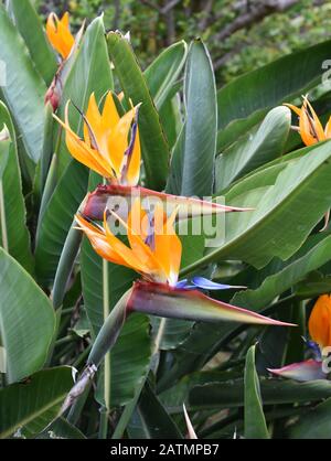 Paradiesische Blüte Strelitzia reginae Stockfoto