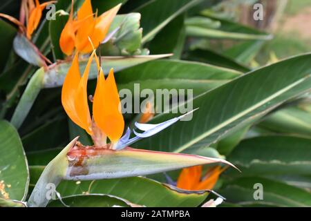 Paradiesische Blüte Strelitzia reginae Stockfoto