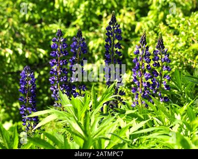 Blue Garden Lupine Lupinus polyphyllus Stockfoto