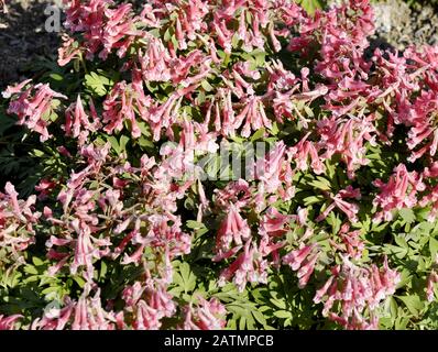 Fumewort Corydalis solida blüht mit rosafarbenen Blumen Stockfoto