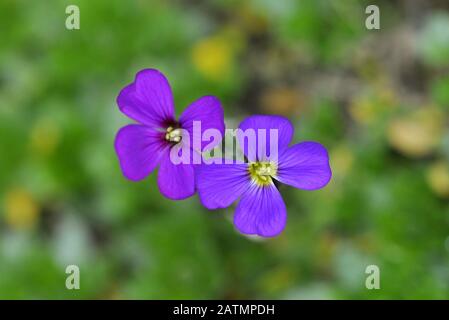 Violette Aurieta Blumen Stockfoto