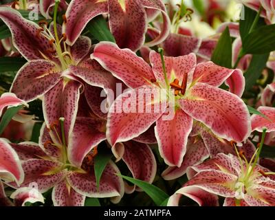 Große rote Lilien blühen im Garten Stockfoto