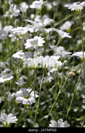 Gruppe der blühenden borealen Kicherunkraut Cerastium biebersteinii Stockfoto
