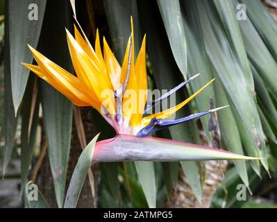 Paradiesische Blüte Strelitzia reginae Stockfoto